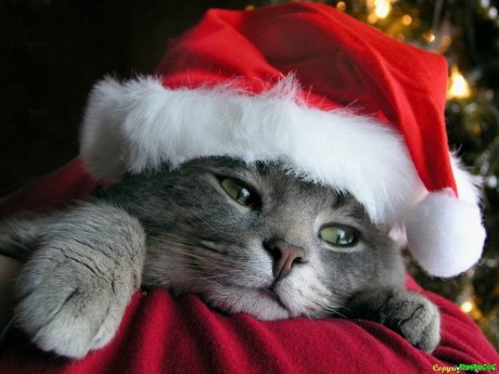 super stránky - Fotoalbum - kočky - vánoční kočka
